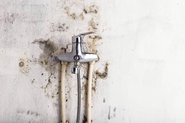 Best Toxic Mold Removal  in Richfield, WI