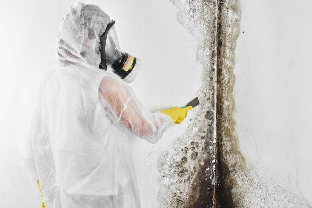 Best Mold Removal Near Me  in Richfield, WI