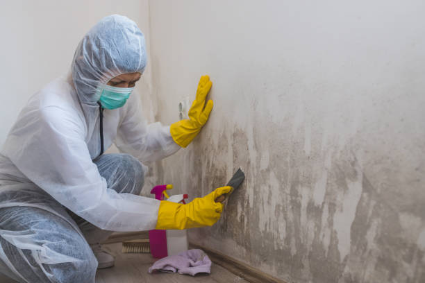Best Commercial Mold Removal  in Richfield, WI