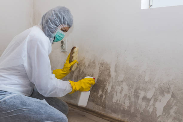 Best Mold Damage Repair  in Richfield, WI