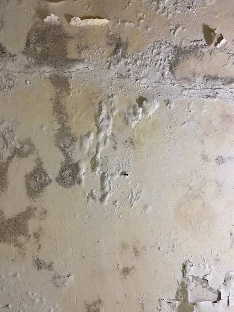 Best Home Mold Removal  in Richfield, WI