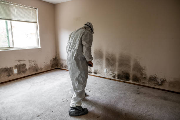 Best Fast Mold Removal  in Richfield, WI