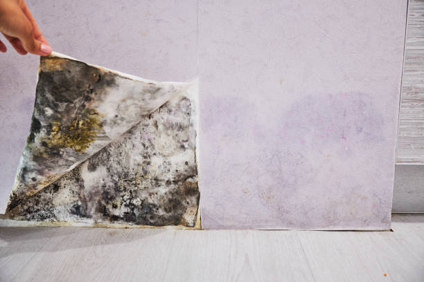 Best Crawl Space Mold Removal  in Richfield, WI
